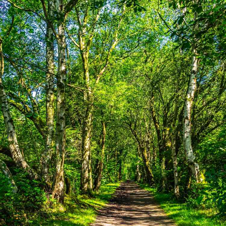 Biddulph Valley Way