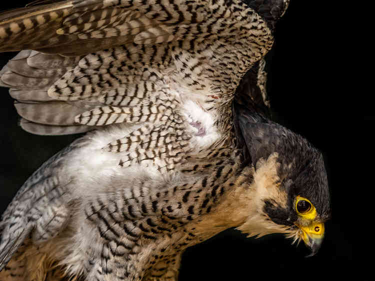 Peregrine Falcon