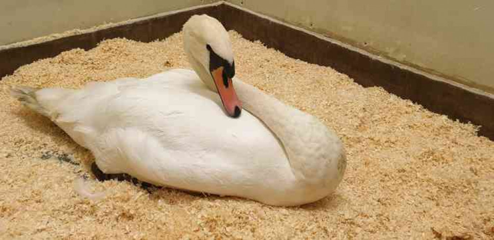 RSPCA rescues swan tangled up in fishing line in Exeter