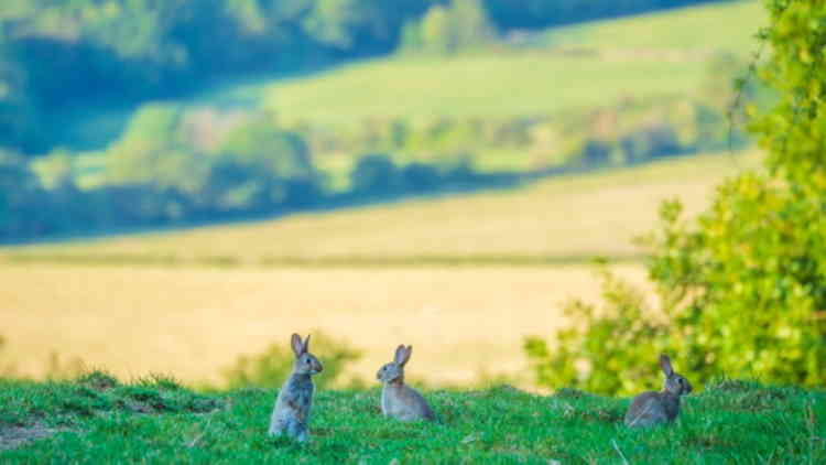 Watership down?