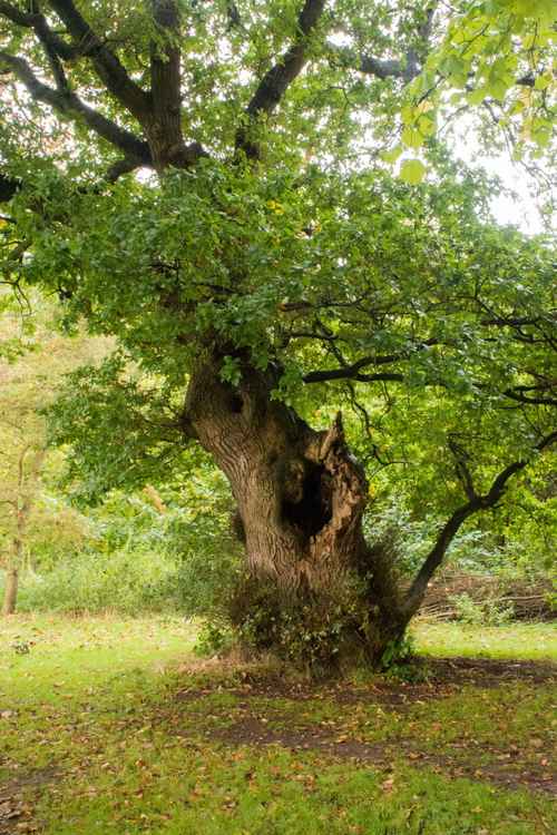 The English oak is a national symbol and can live hundreds of years. (Image: John Harradine)