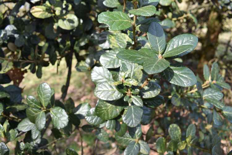 Quercus semicarpifolia, commonly known as brown oak, is native to China.