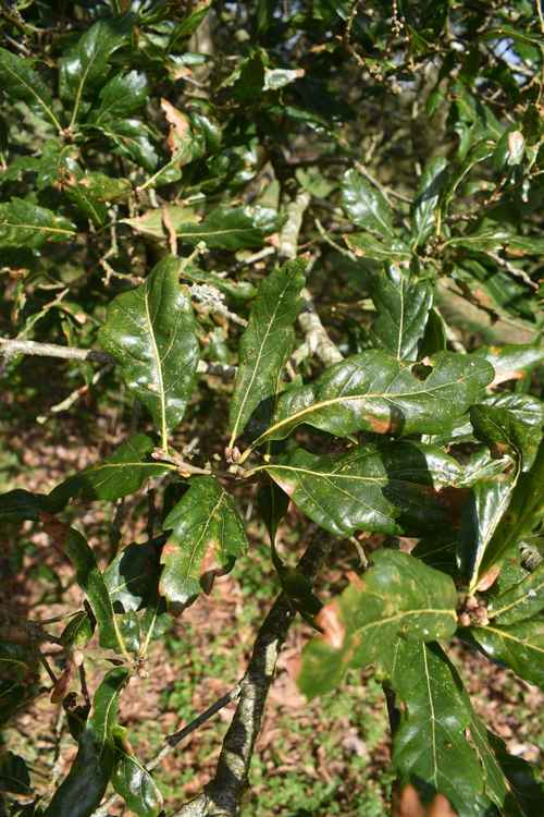 Quercus turneri or Turner's oak is a semi-evergreen with distinctive glossy leaves.