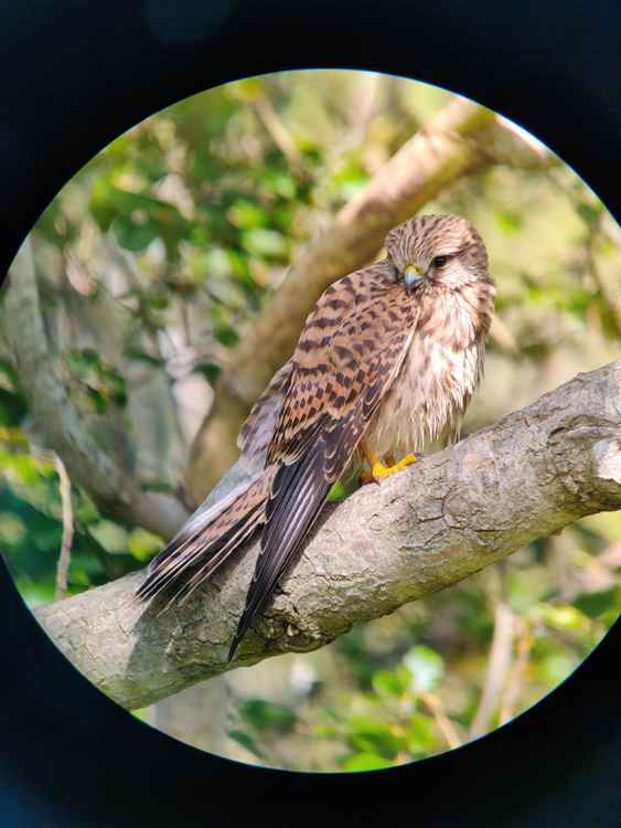 This beautiful kestrel is one of the birds to be seen at the Arboretum. (Image: Peter Brierley)