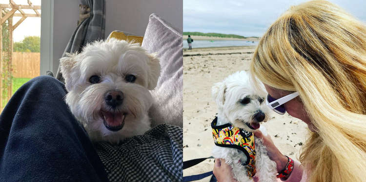 Gemma (right) believes Mollie's (dog) happiness and cheerful demeanour, along with her account's positive message is the reason for their high amount of followers. (Image - @gem_molliemaltipoolove Instagram)