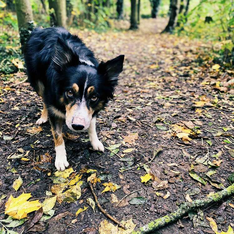 Loki is one month into chemotherapy. He shares a name with the well-known Marvel character.