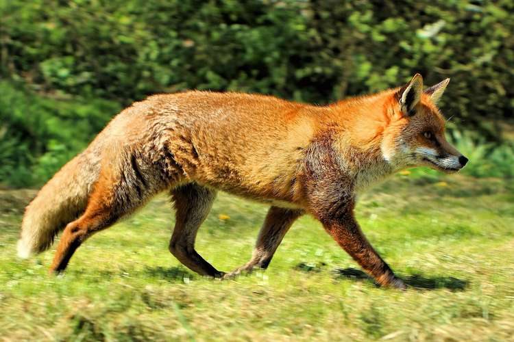 Foxes in Congleton National Trust sites can roam free without fear of being hunted. (Image - CC 2.0 bit.ly/3q5Ikqe Airwolfhound from Hertfordshire, UK Unchanged)