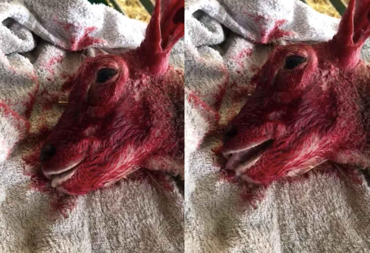 WARNING GRAPHIC IMAGE: A pair of newborn lambs were thought to be mauled by a dog off their lead.