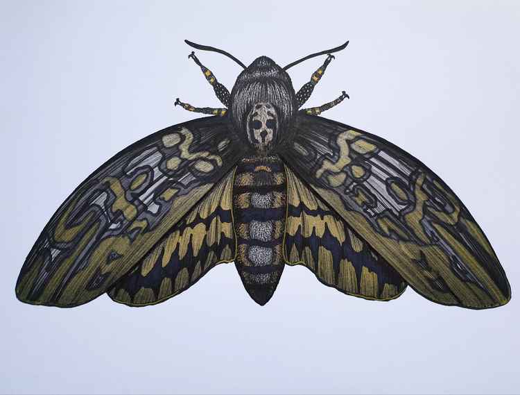 The Death's-head hawkmoth have a five-inch wingspan and are very rare to find. (Credit - Eleanor Blackwork / @eleanorblackworkart)