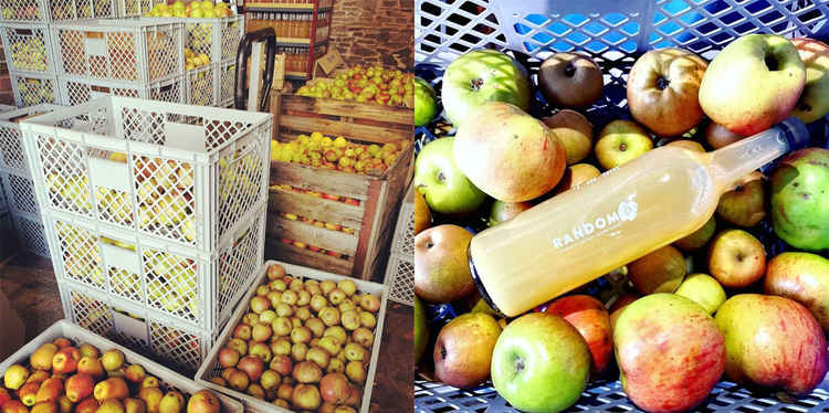 The Random Apple Company employs seasonal workers from the Macclesfield area for pressing and picking.