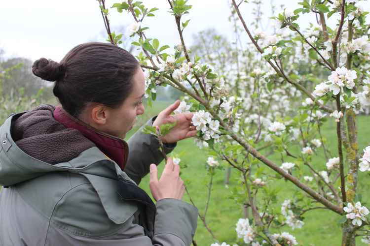 While the company have currently run out of juice, in anticipation of this autumn's crop, Macclesfield businesses can email to register their interest to stock Sarah's delicious products.