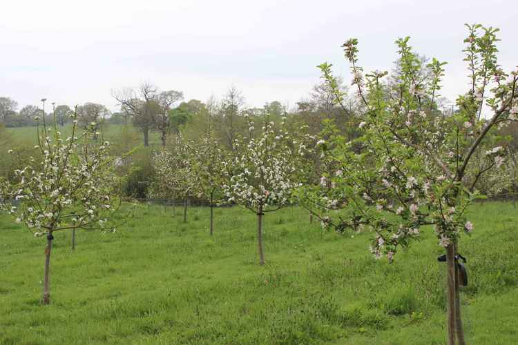 The Random Apple Company are experts in apple tree tidying and planting. If your garden has an apple tree needing some TLC, they will come prune and plant trees at your direction.