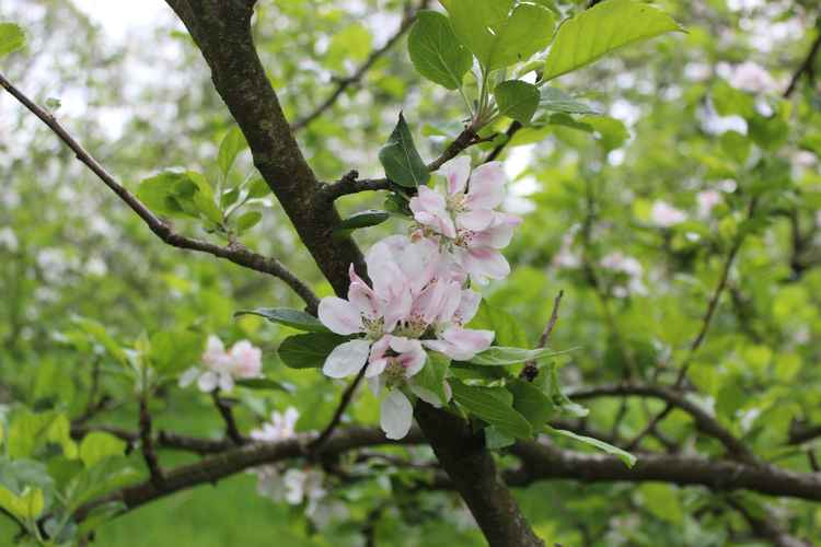 It is currently apple blossom season. Fruit will start to ripen close to September.