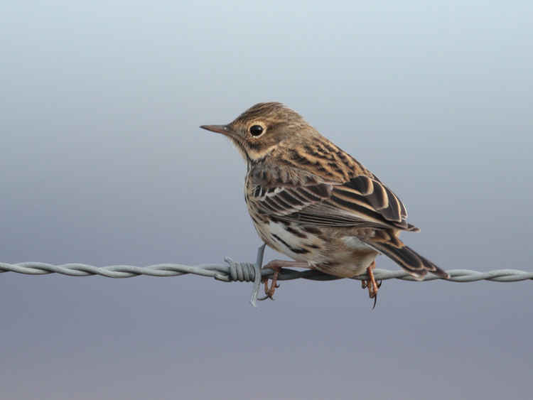 The course will allow you to spot species like this Meadow Pipit in Macclesfield. (Image - David Tolliday)