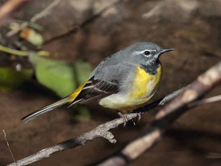 You could see Grey Wagtail's like this male in Macclesfield. (Image - David Tolliday)