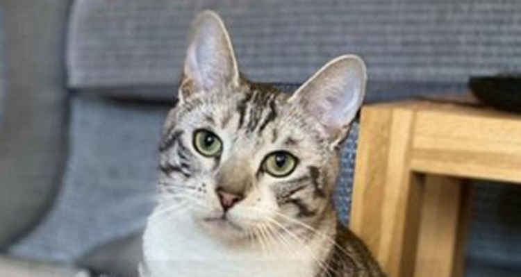 Zebeedee is one of the three missing cats reported online within the last month in Macclesfield. (Image - Pets Reunited)