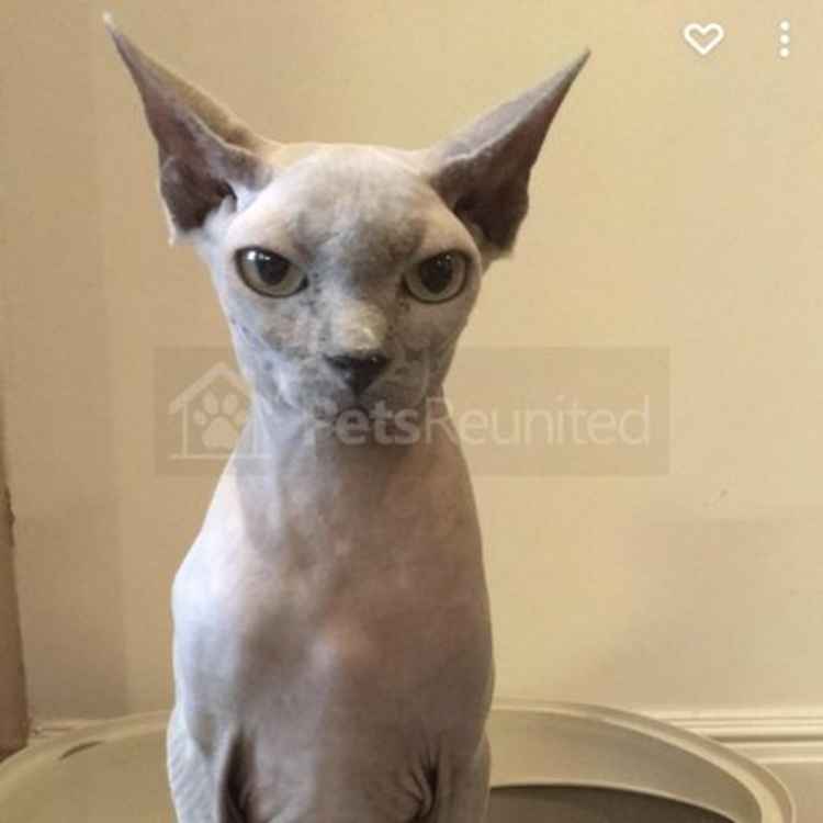 Named after the 'Harry Potter' or 'Peep Show' character, Dobby is another missing mouser in Macc. (Image - Pets Reunited)