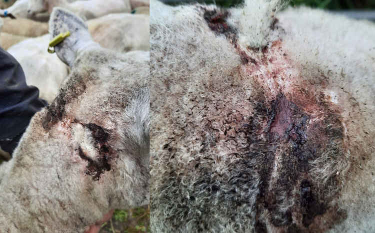 Recent wounds inflicted on livestock by a dog in Pott Shrigley.