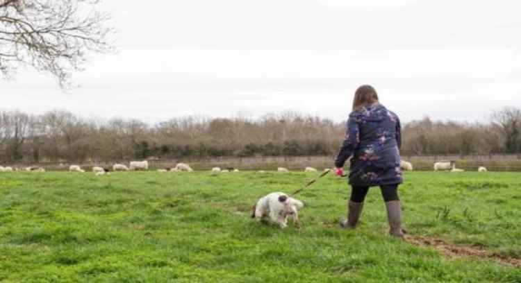 Responsible dog walking in the Macclesfield countryside.