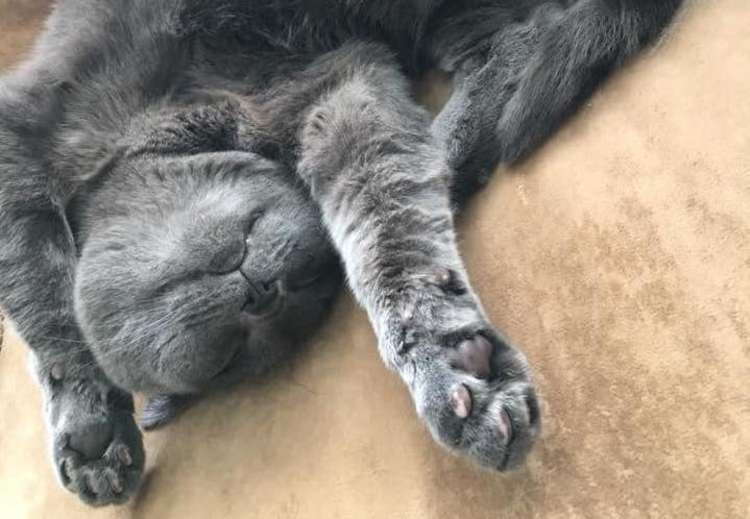 Macclesfield mouser Lola was run over by a reckless driver, while most of our town was asleep. Here she is pictured in happier times.