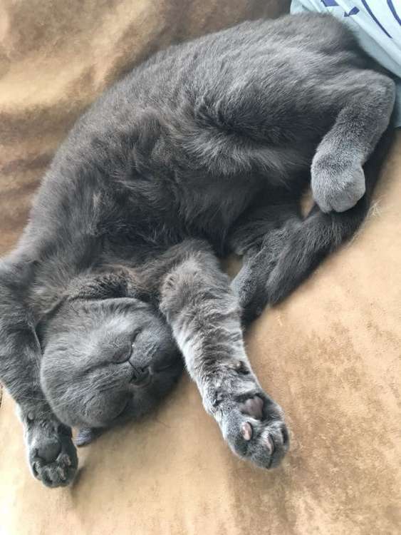 Lola was a British Blue shorthair cat. May she rest in peace.