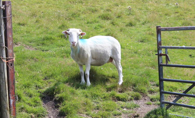 Macclesfield Nub News expresses condolences to the farmers for the financial and emotional loss of their livestock.