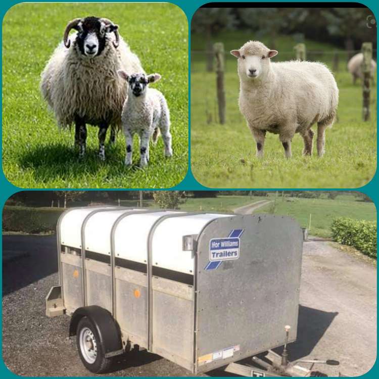 Macclesfield: The stolen sheep were not at random, they were said to be meticulously chosen. (Image - Cheshire Police)