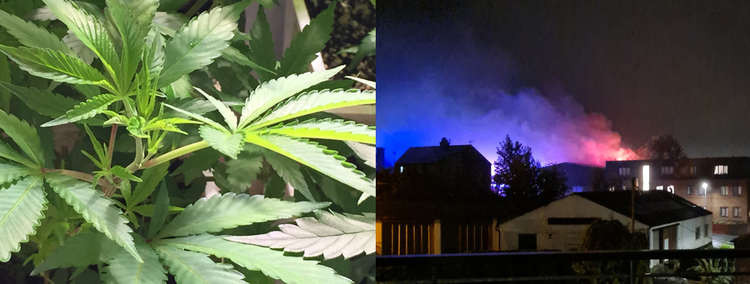 Police plead for info on weed, as the fire was caused by an illegal drug farm. (Image CC Changed bit.ly/2W9sMFo Jennifer Martin / Dave Rice)