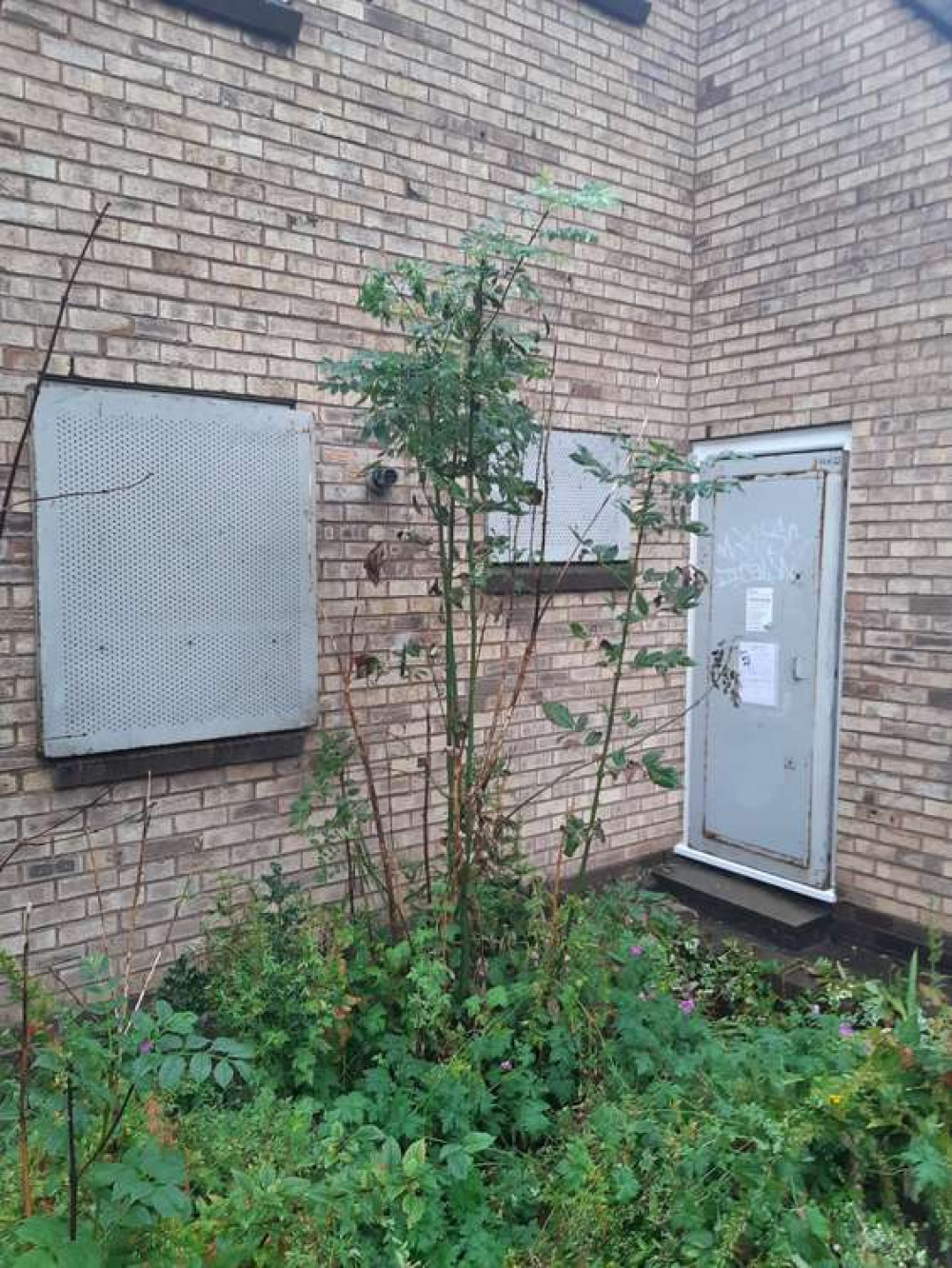 The Class B drug was spotted growing in Bolly on Harrop Road, near Church Street.