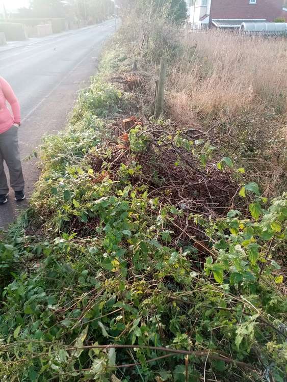 Workmen began destroying a hedge crucial to Macclesfield's biodiversity. Some locals described Bellway's cutting as 'criminal'. (Image - Ruth Thompson)