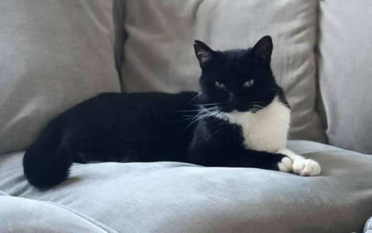 Ken previously went missing in February 2020, but was found a month later, so this is the longest the beloved Macclesfield pet has been away from home.