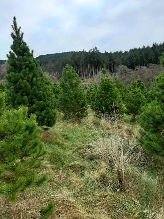 Macclesfield: where will you get your Christmas tree from this year? (Image - Macclesfield Forest Christmas Trees)