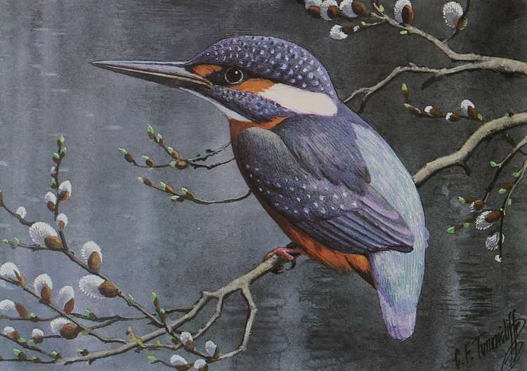 'Kingfisher' was one of many bird paintings by the world-renowned Macclesfield artist.