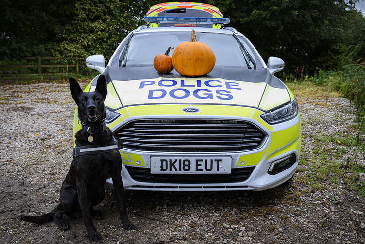 Police Dog Bart wants Macclesfield to stay safe during Halloween.