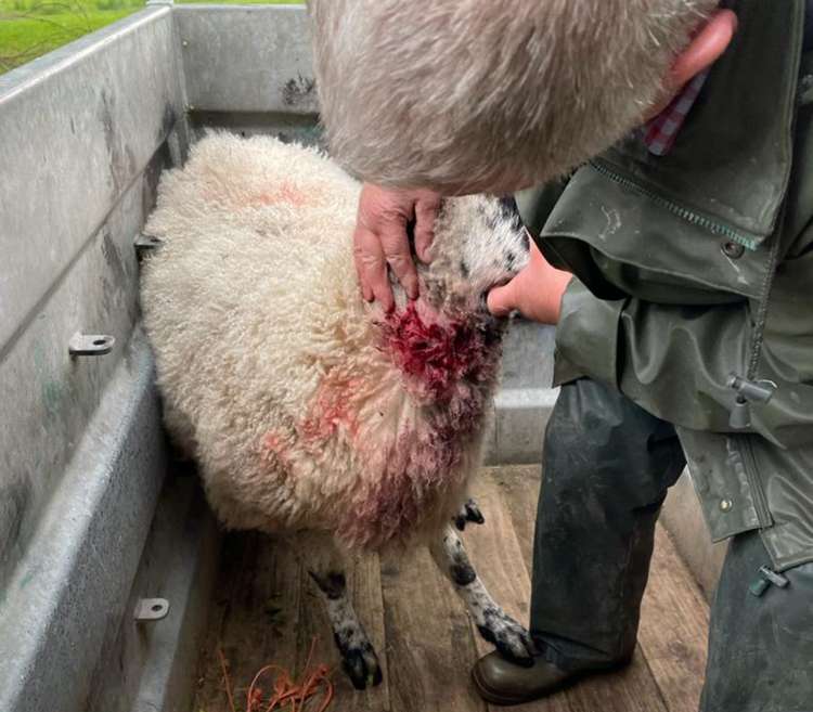 Macclesfield: The seasons may have changed - but sheep attacks have not.