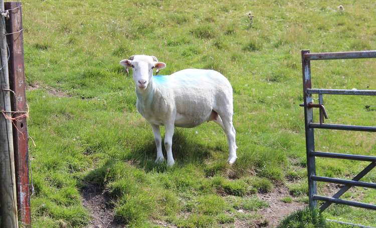 Macclesfield dog walkers have been reminded that the sheep are the farmer's livelihood, and attacks cost money.