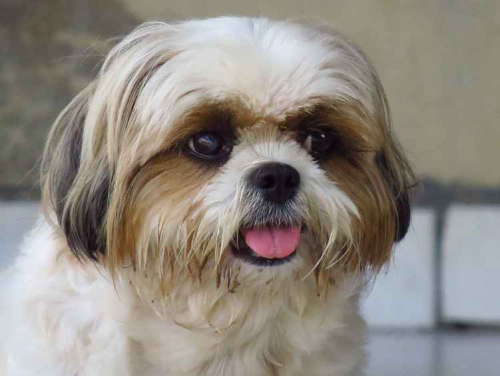 The missing dog is a black and white Shih Tzu - the same breed as the dog pictured above