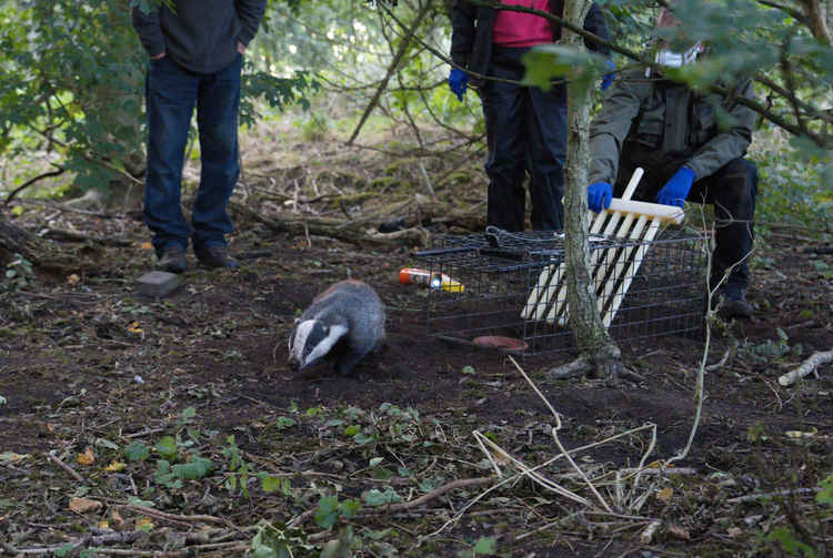 A badger is released after the programme's vaccination.