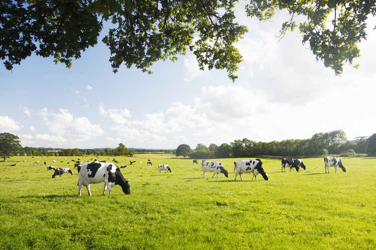 Whole herds of cattle are at risk of the spread of bovine TB