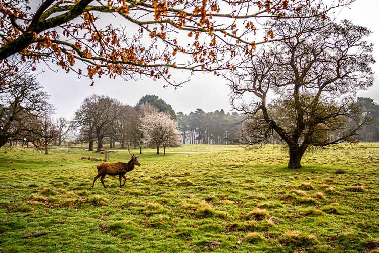 Tatton Park (Image: Daniel McNicol)