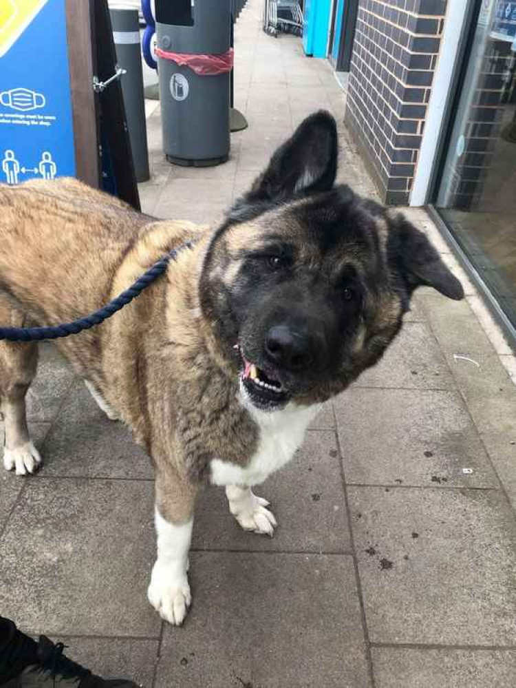 Duke the Japanese Akita (Image: Angel Lee)