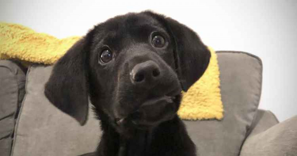 Paisley the Labrador Retriever soon after his life-saving treatment.