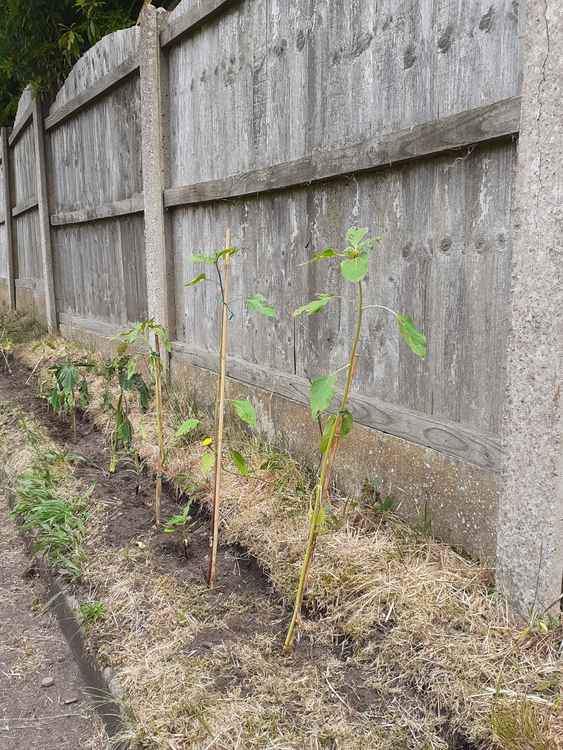 Sunflower bed