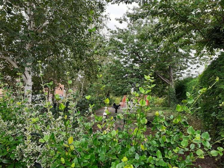 Overgrown plants blocking the view