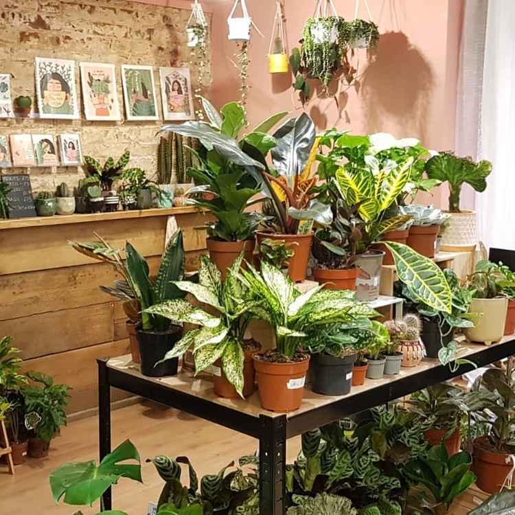 The two women are plant enthusiasts who love to chat with others about their love of plants