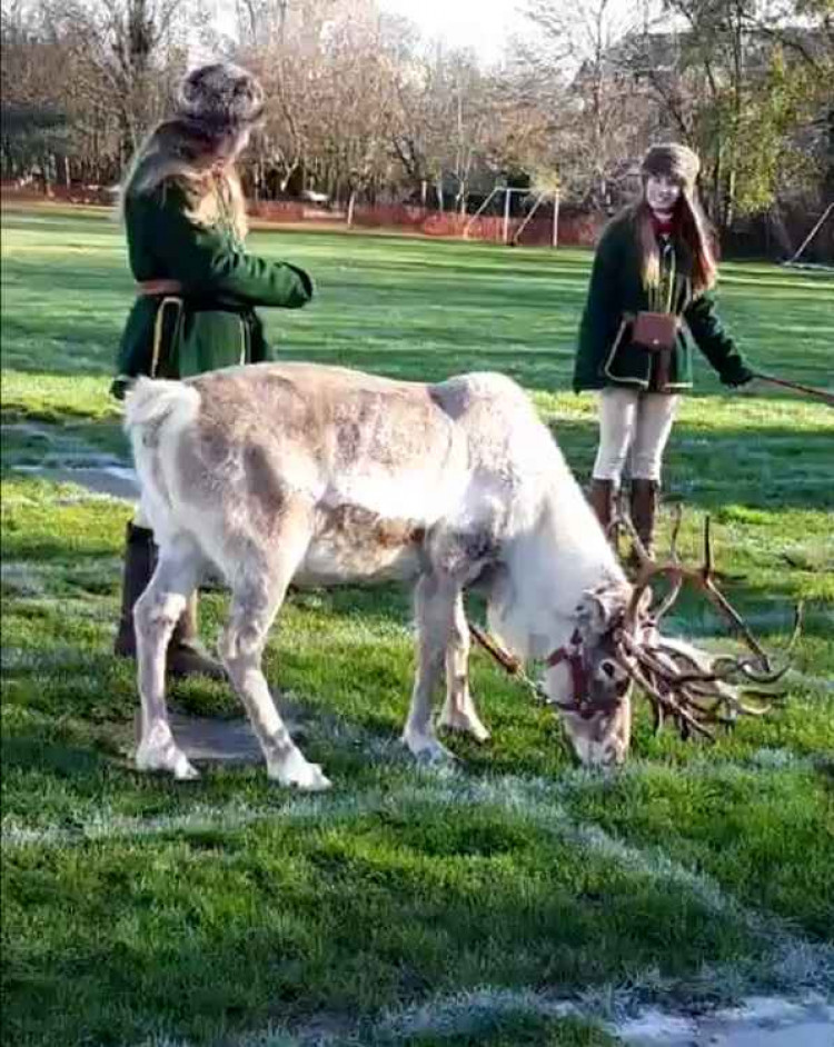 The reindeer spends two hours in the football field and the first three squares he poops in will be declared the three winners