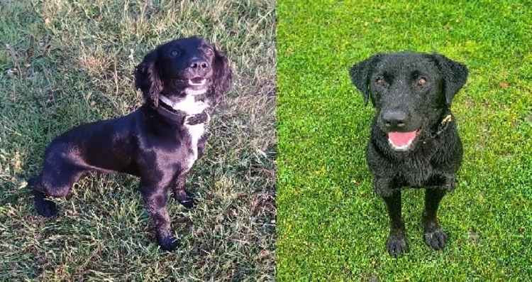 Police officer's best friend: PD Rhubarb (left) and PD Jake (right)