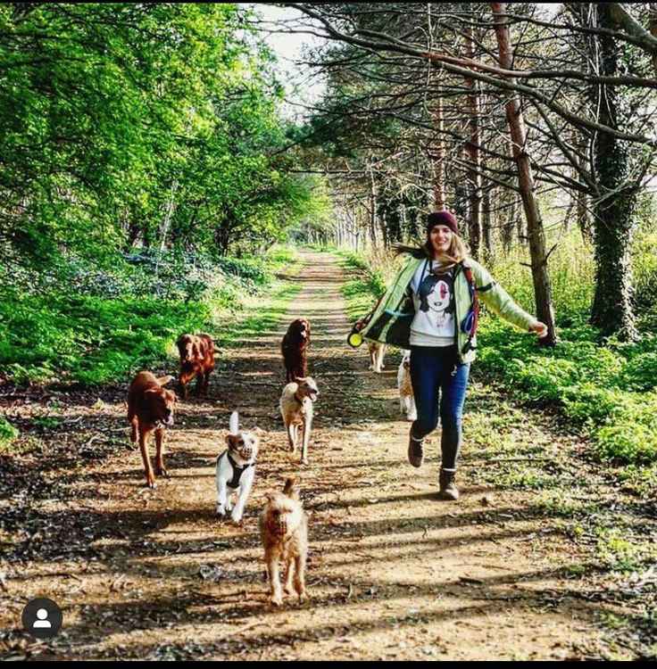 Staff member, Helena Kuras while on a walk with a group of dogs