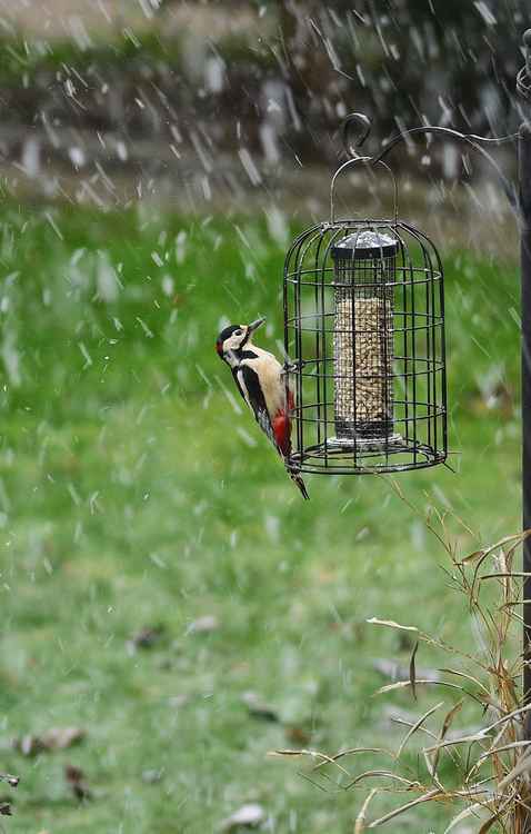 A British Woodpecker just as the snow had started to fall. Image Credit: Ali Moosavi