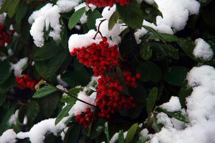 Wolverton Gardens in Ealing Common. Image Credit: Reem Sarraf